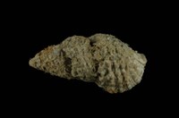 藏品(黑項鍊蟹守螺)的圖片